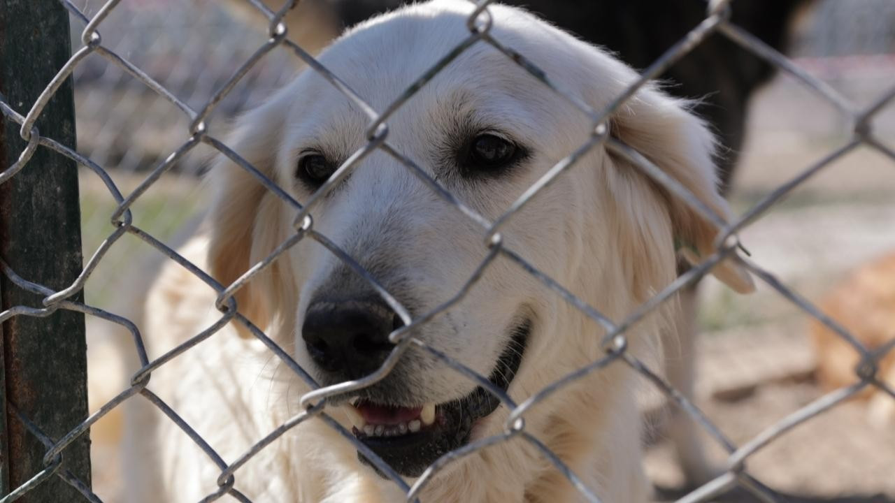 Sokak hayvanları için lüks barınak