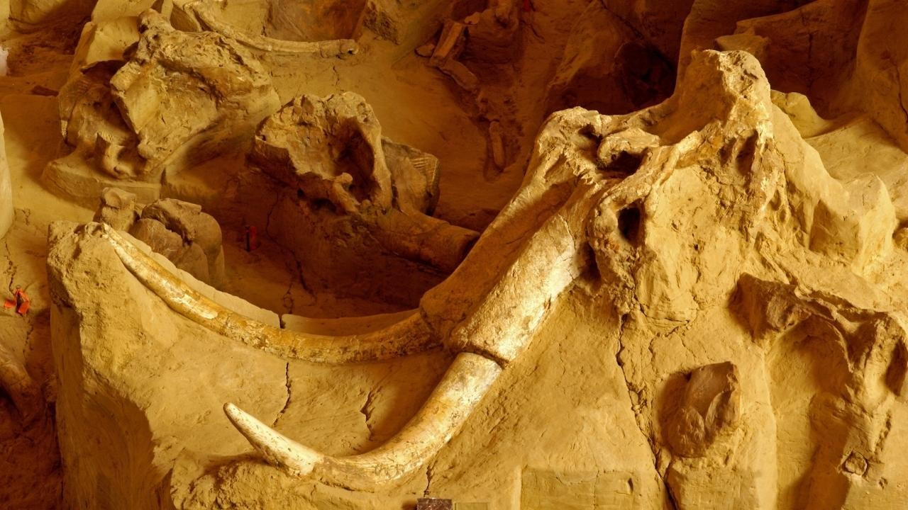 450 bin yıllık mamut fosili bulundu!