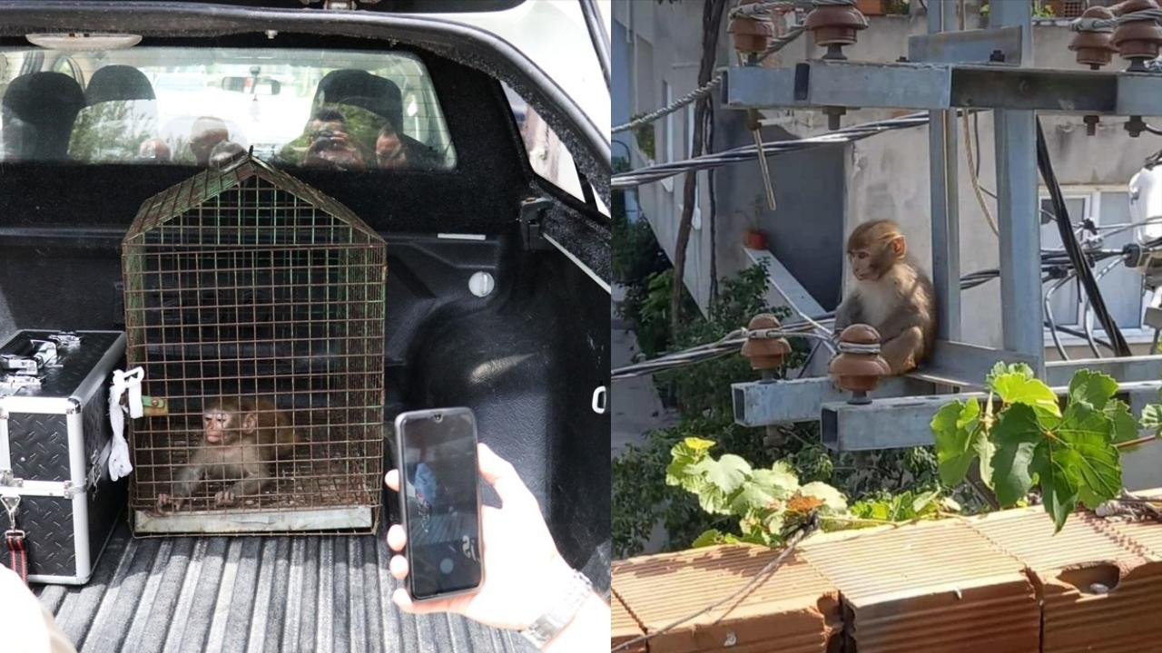 Bursa'da bir evin mutfağına maymun girdi!