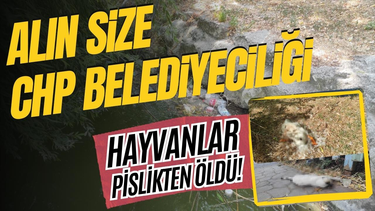 Alın size CHP Belediyeciliği: Hayvanlar ölüyor