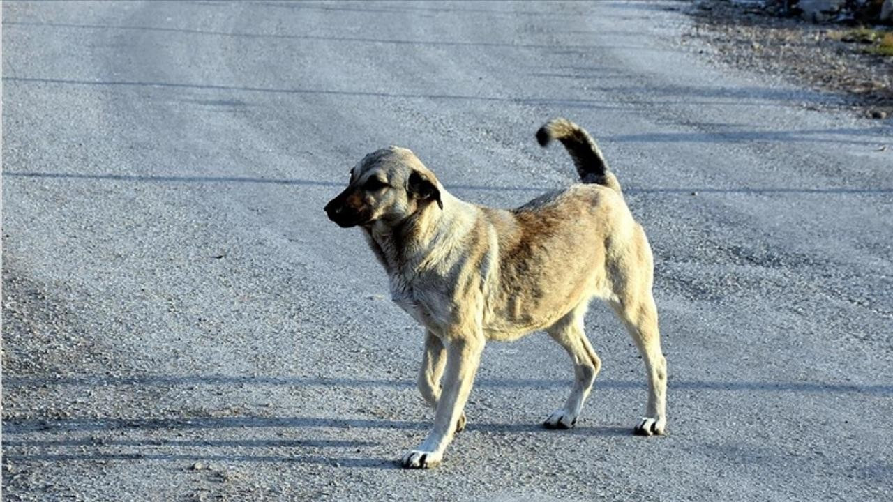 Sokak köpeklerinin saldırdı, belediyeye dava açtı