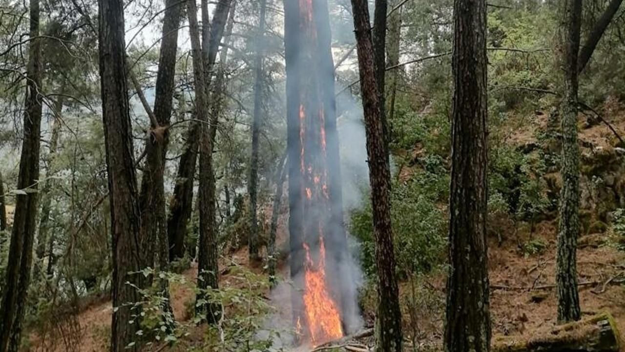 Muğla'da 1 günde düşen yıldırımlar nedeniyle 36 yangın çıktı - Sayfa 5