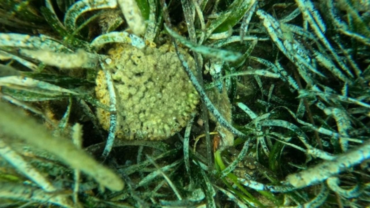 Ildır Körfezi’nde taş mercan türü görüldü