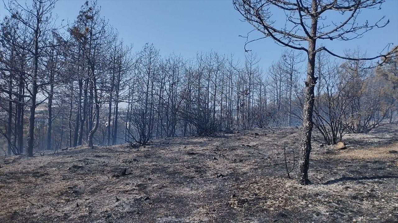Kocaeli'de orman yangını!