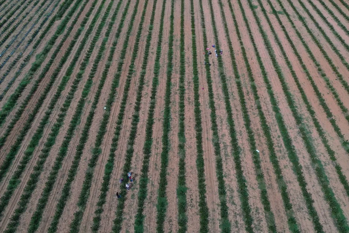 Edirne'de süper meyve aronya hasadına başlandı!
