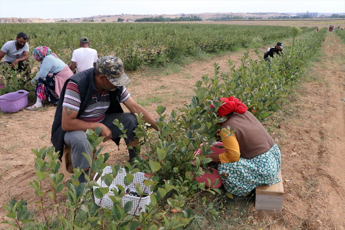 Edirne'de süper meyve aronya hasadına başlandı! - Sayfa 4