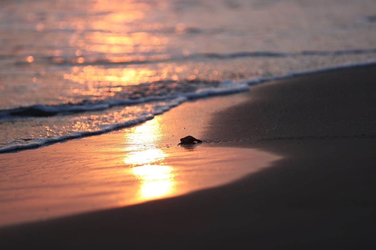 Caretta caretta yuvaları takibe alındı! - Sayfa 6