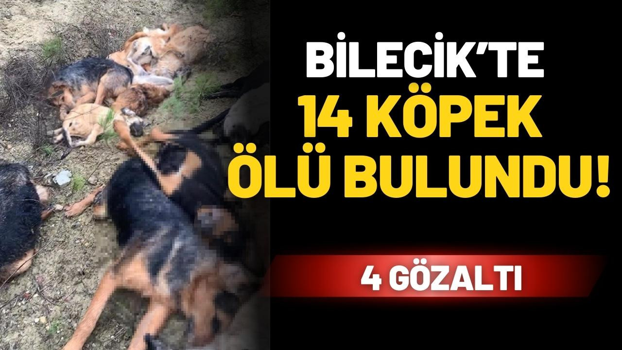 Bilecik'te 14 köpeğin ölü bulunmasına 4 gözaltı