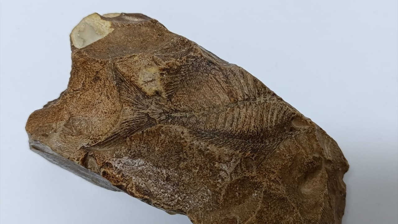 Orta Miyosen Dönemi'ne ait balık fosili bulundu