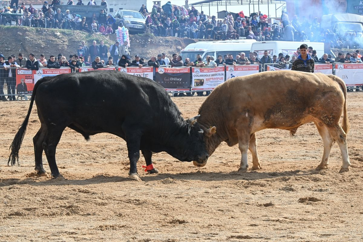 İzmir'de boğa güreşleri düzenlendi - Sayfa 6