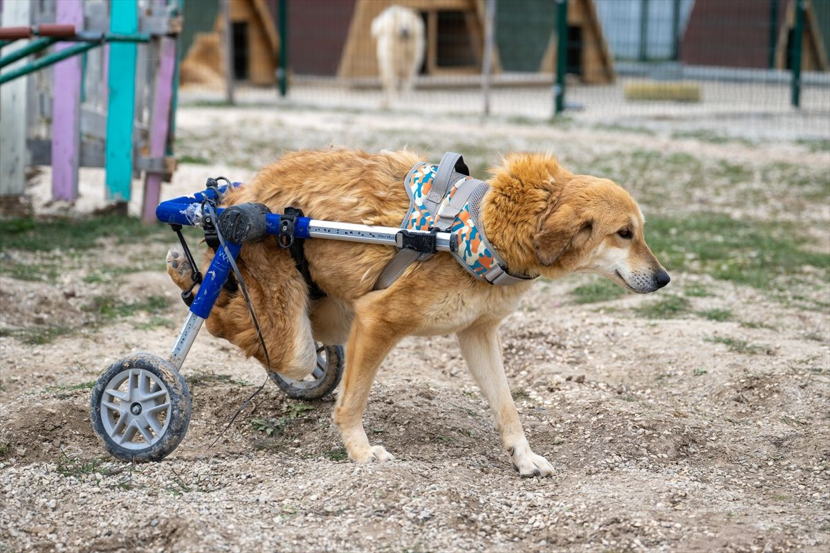 Engelli köpeklere özel tur! - Sayfa 19