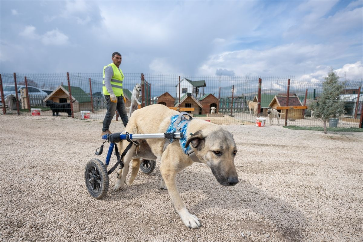 Engelli köpeklere özel tur! - Sayfa 18
