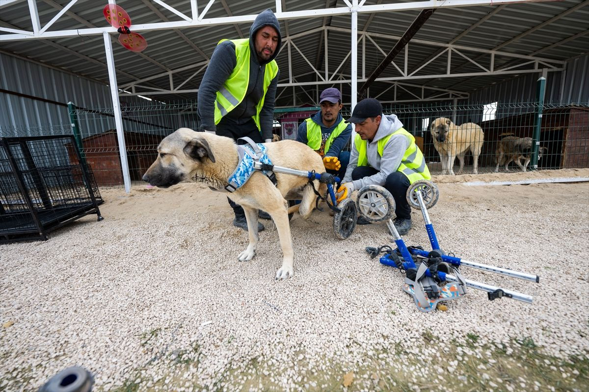 Engelli köpeklere özel tur! - Sayfa 17