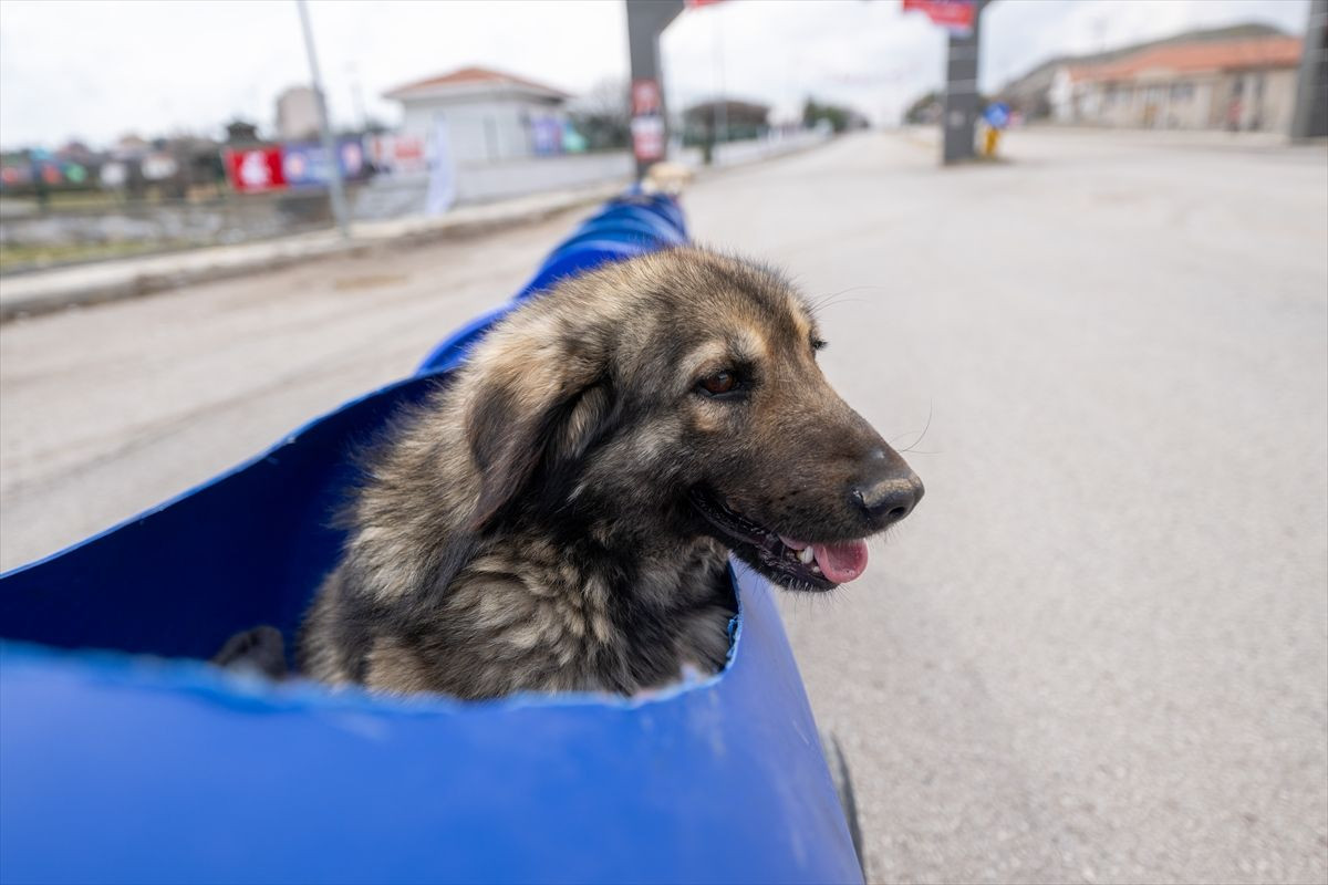 Engelli köpeklere özel tur! - Sayfa 16