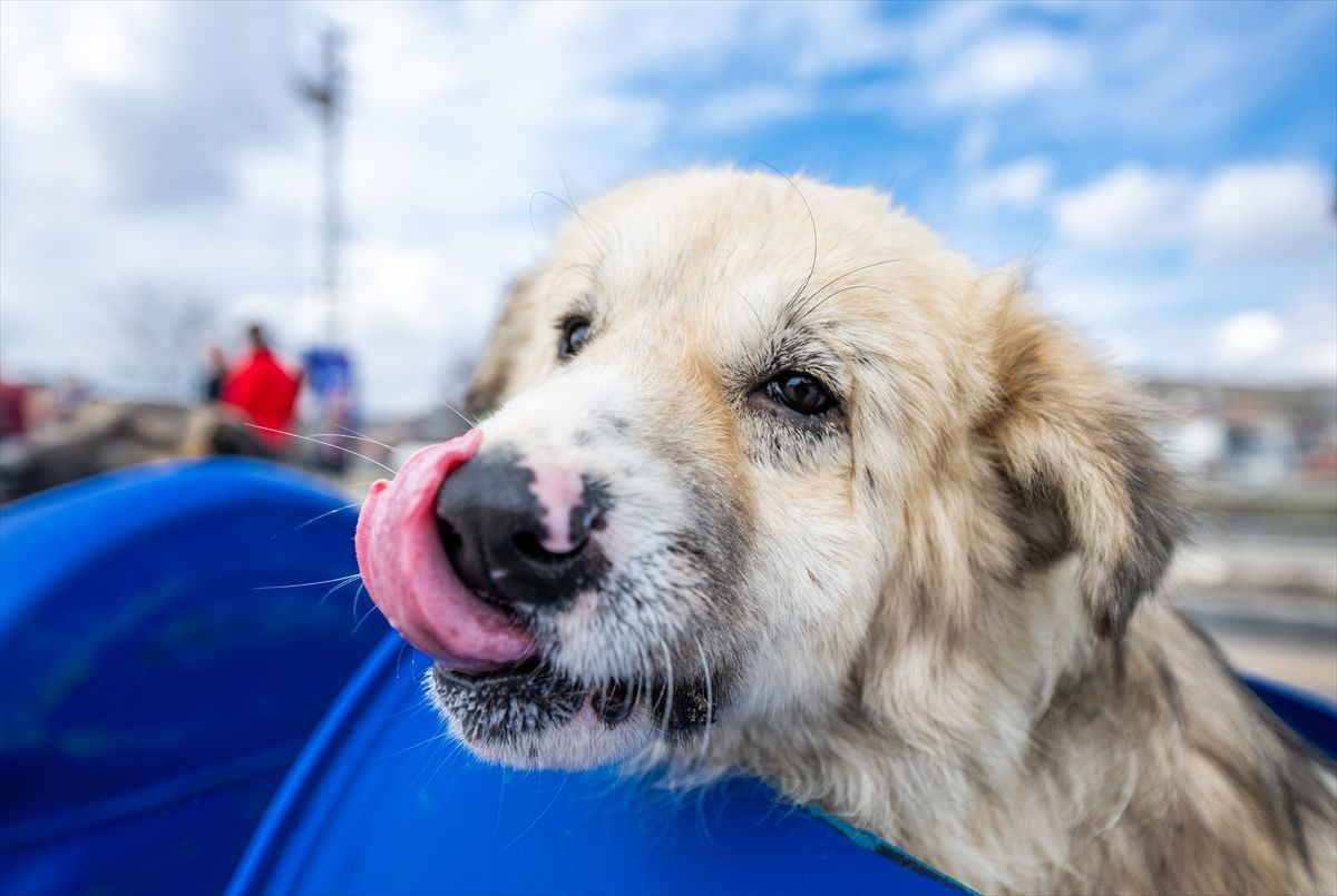 Engelli köpeklere özel tur! - Sayfa 14