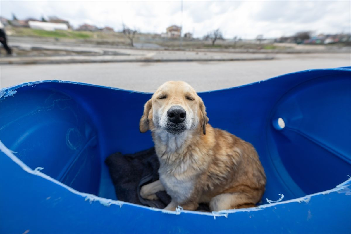 Engelli köpeklere özel tur! - Sayfa 13