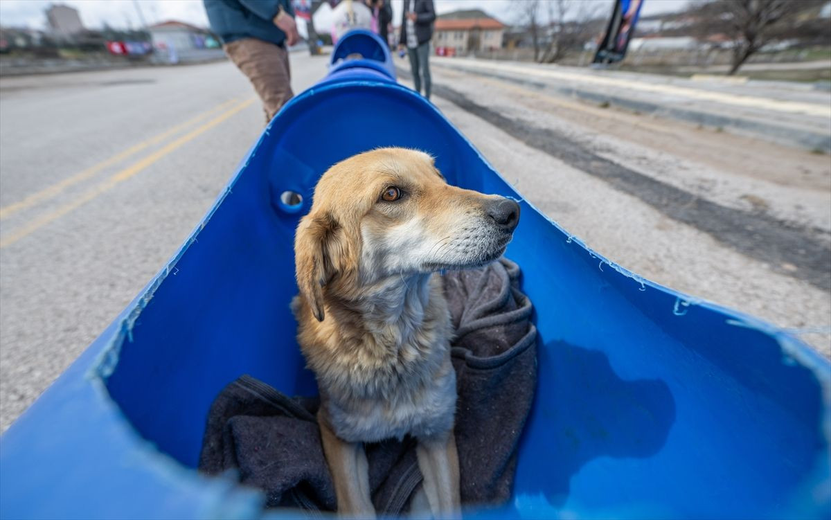 Engelli köpeklere özel tur! - Sayfa 12