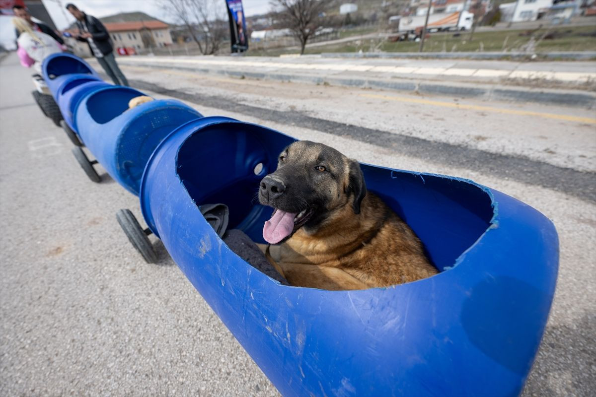 Engelli köpeklere özel tur! - Sayfa 11