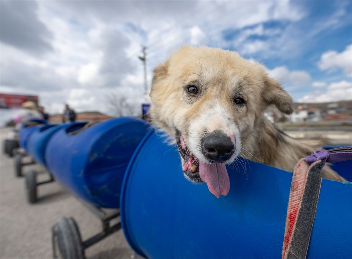 Engelli köpeklere özel tur! - Sayfa 10