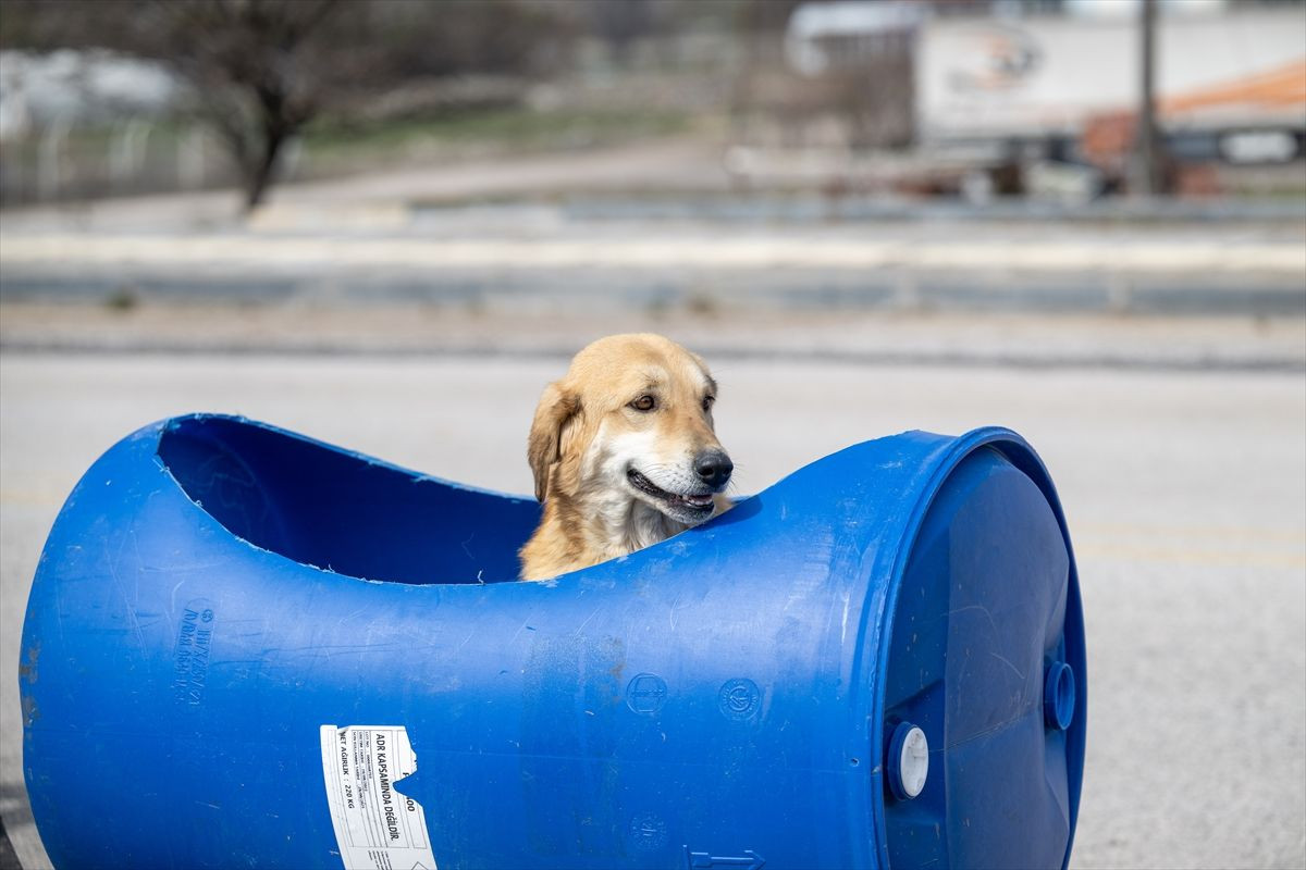 Engelli köpeklere özel tur! - Sayfa 6