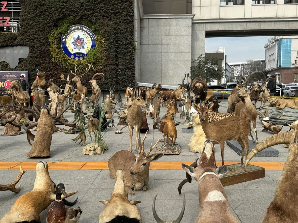 Kaçak avladığı hayvanlardan, müze kurdu! - Sayfa 5