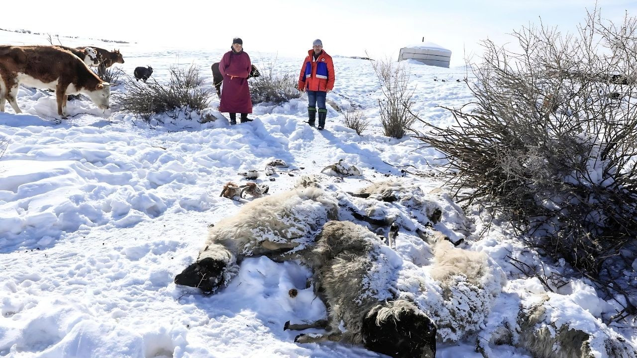 Moğolistan adeta dondu, 5 milyon hayvan telef oldu
