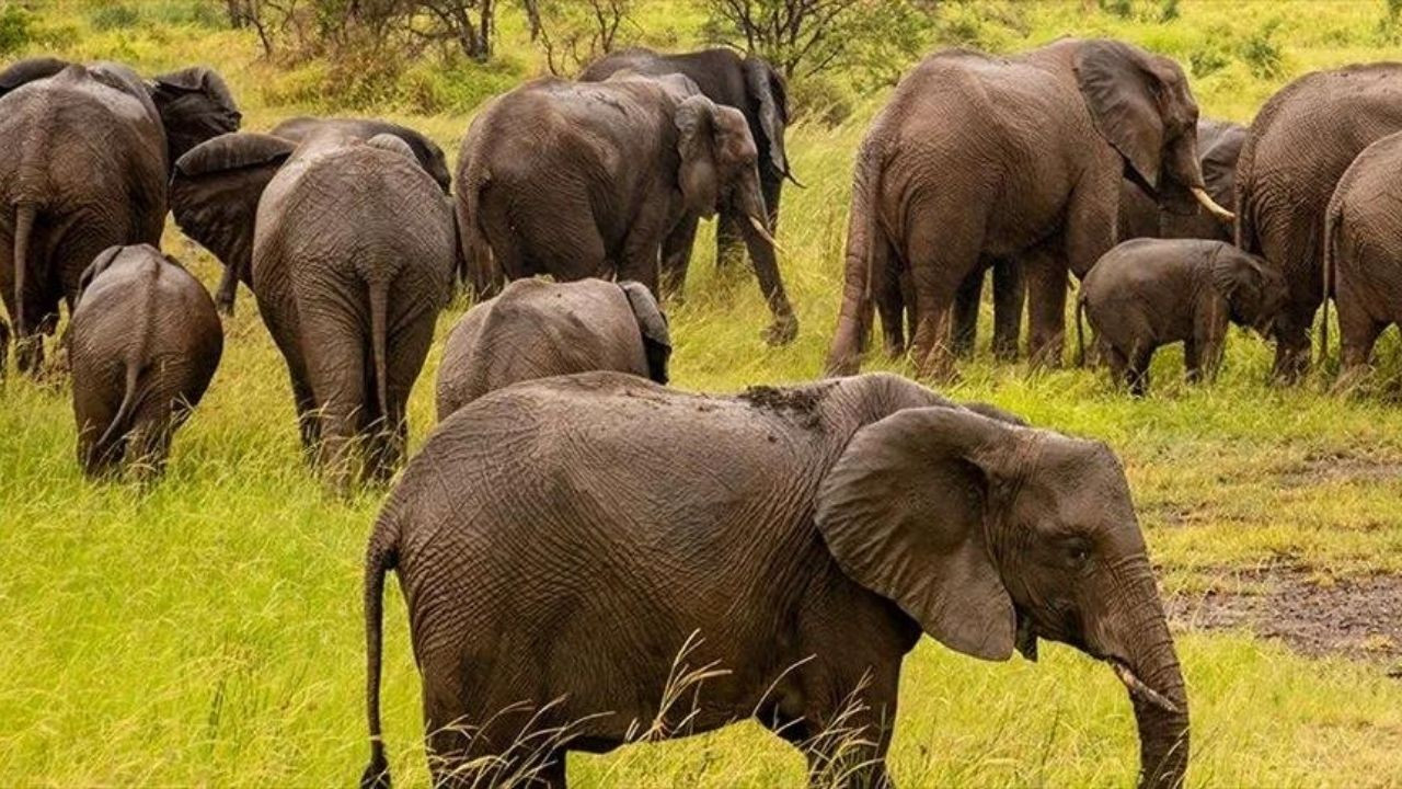 Botsvana, Almanya'yı fil göndermekle tehdit etti