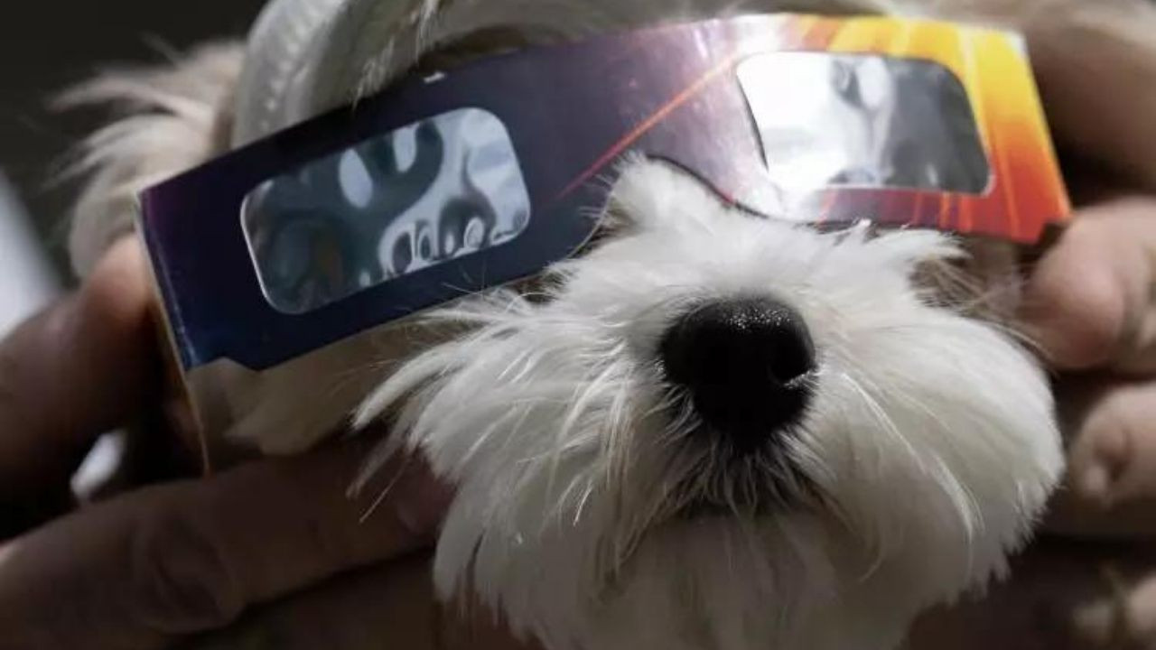 2024’ün ilk güneş tutulması gerçekleşti! Görenleri hayran bırakan o anlar böyle görüntülendi - Sayfa 14