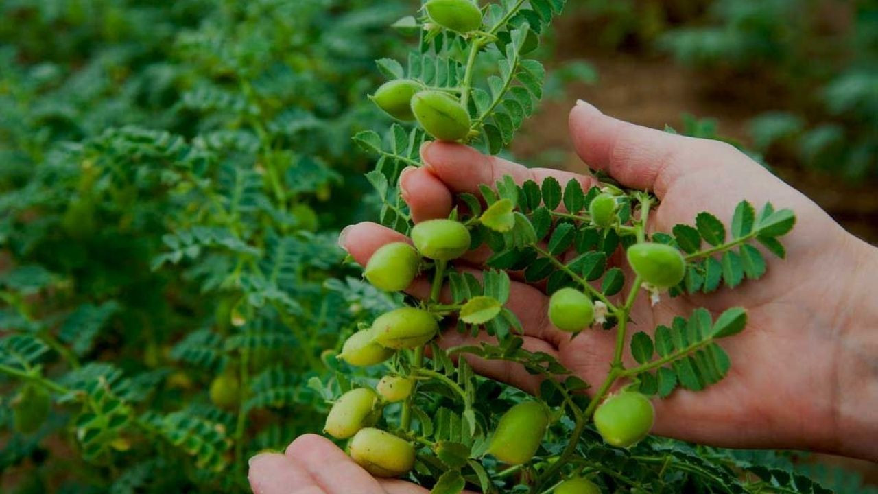 Unutulan ve unutulmaya yüz tutmuş sokak lezzetleri! - Sayfa 7
