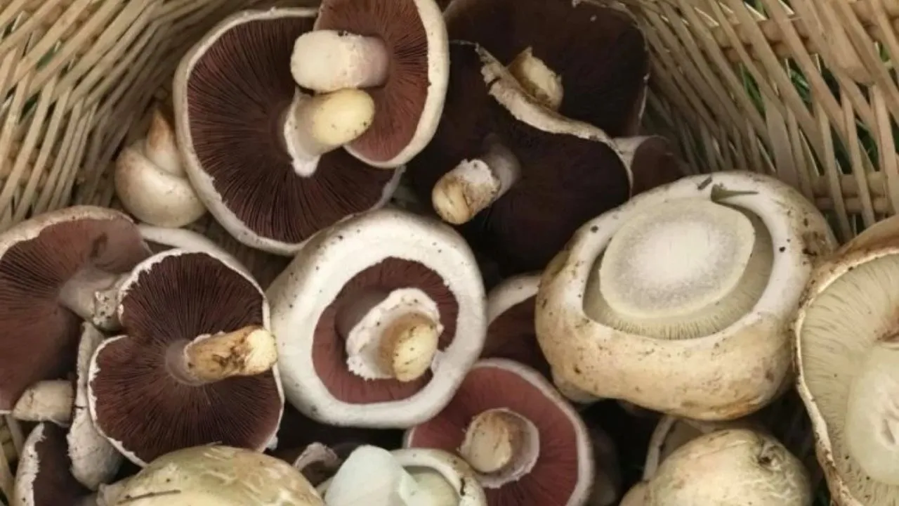 Mantar ve şimşek arasında ilişki var mı? Mantar, şimşek sonucu mu ortaya çıkıyor?