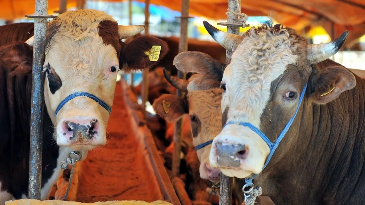2024 kurbanlık fiyatları belli oldu! Büyükbaş ve küçükbaş kurban fiyatları ne kadar?