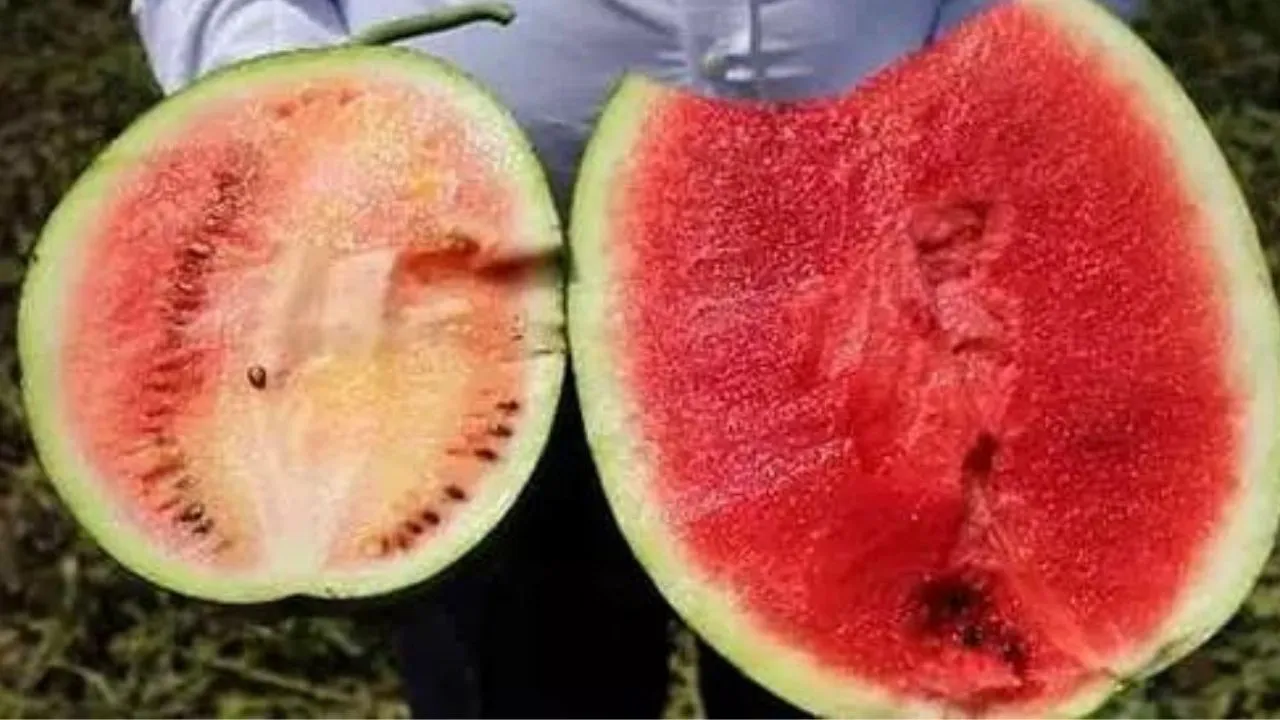 Karpuzun iyisi nasıl seçilir?