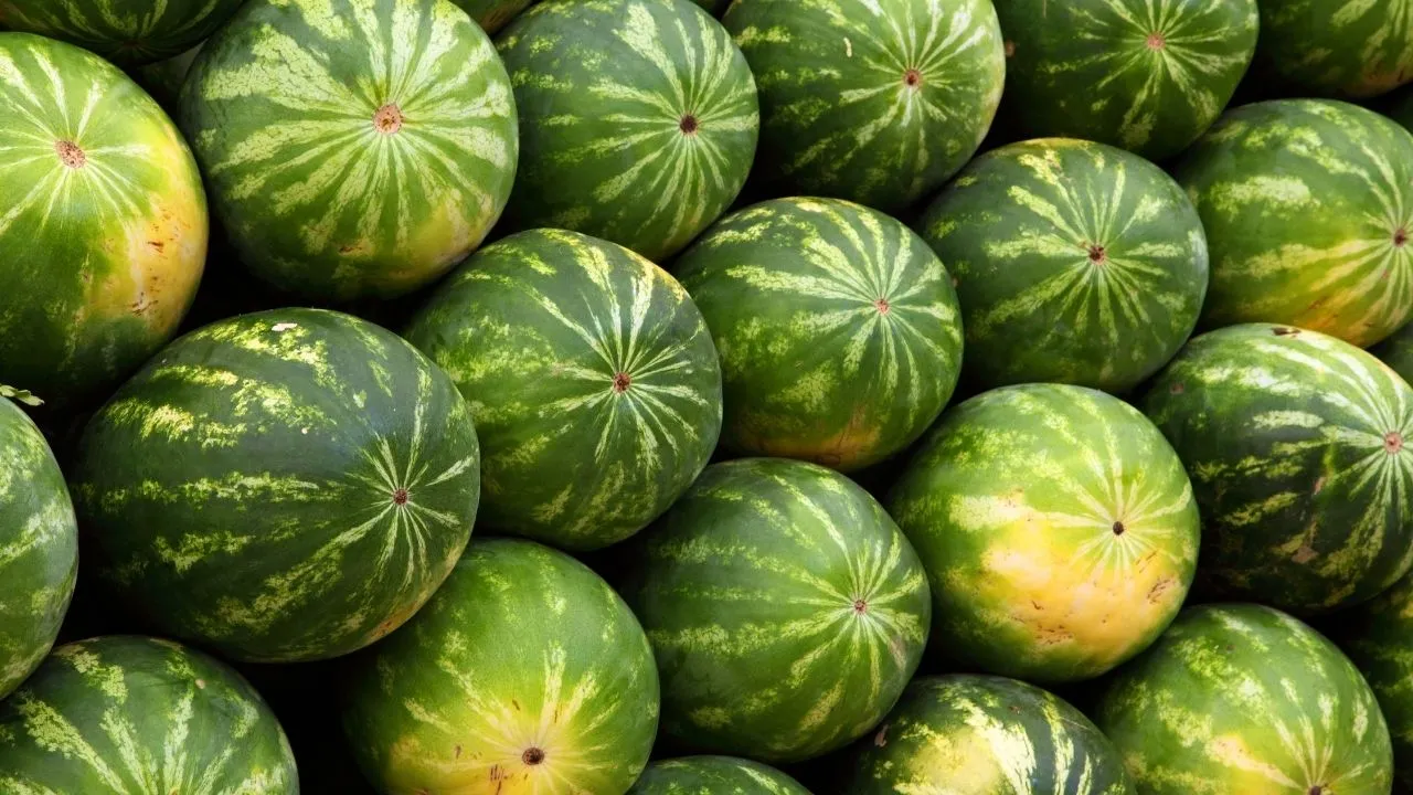 Karpuzun iyisi nasıl seçilir?