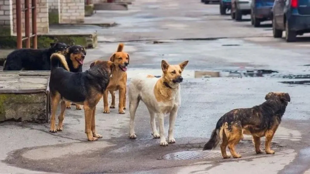 Avrupa’da başıboş sokak köpekleri için alınan önlemler