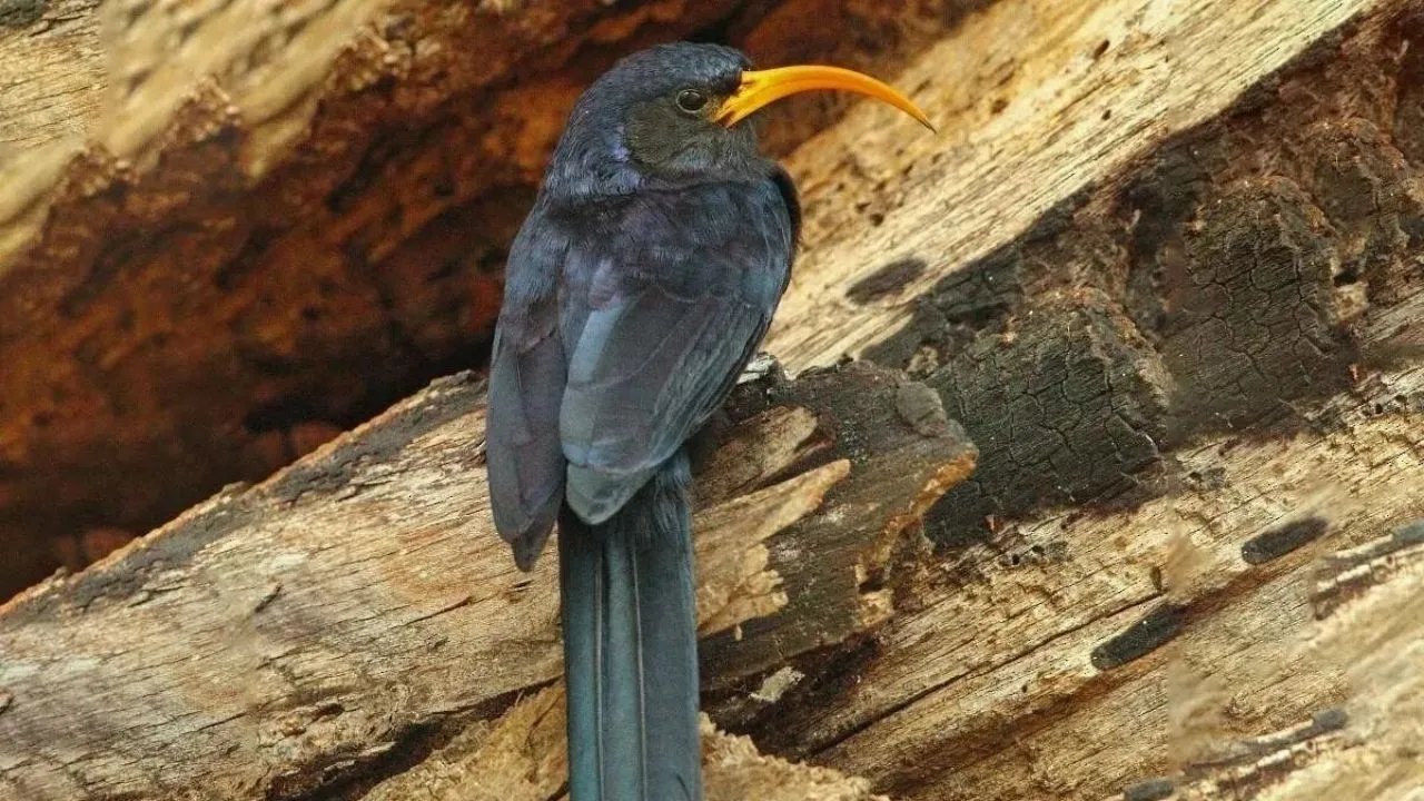Yeni Zelanda’da 9 gramlık kuş tüyü rekor fiyata satıldı