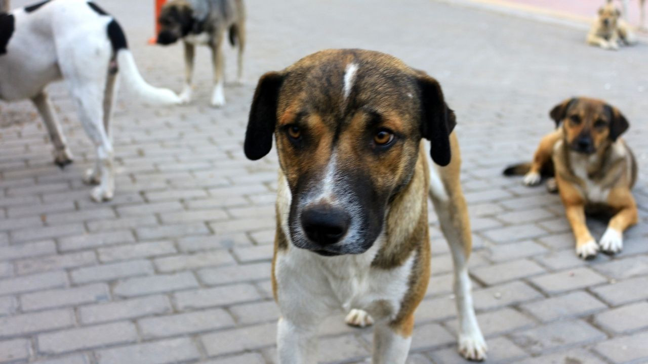 Avrupa’da başıboş sokak köpekleri için alınan önlemler - Sayfa 1
