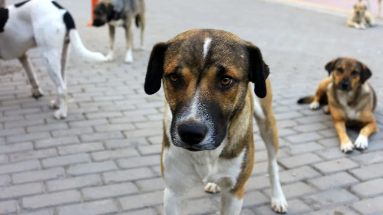 Avrupa’da başıboş sokak köpekleri için alınan önlemler
