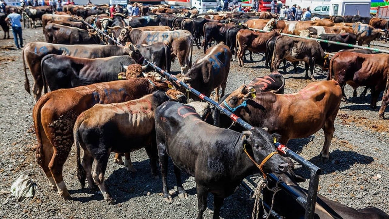 10 soruda vekaletle kurban kesimi - Sayfa 10