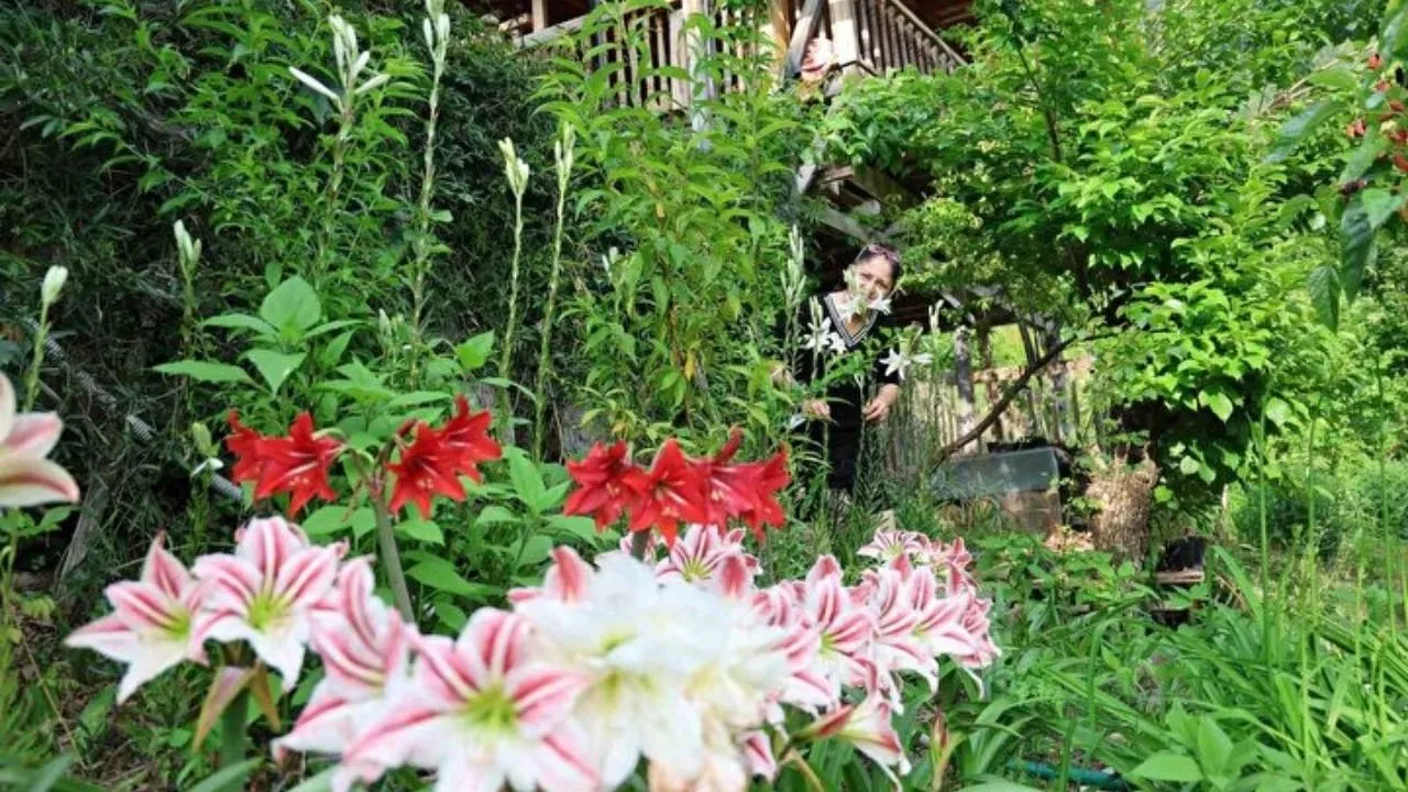 Tokat’tan getirdi, Kozan’da üretime başladı: Kilosu 5 bin Euroya satılıyor!