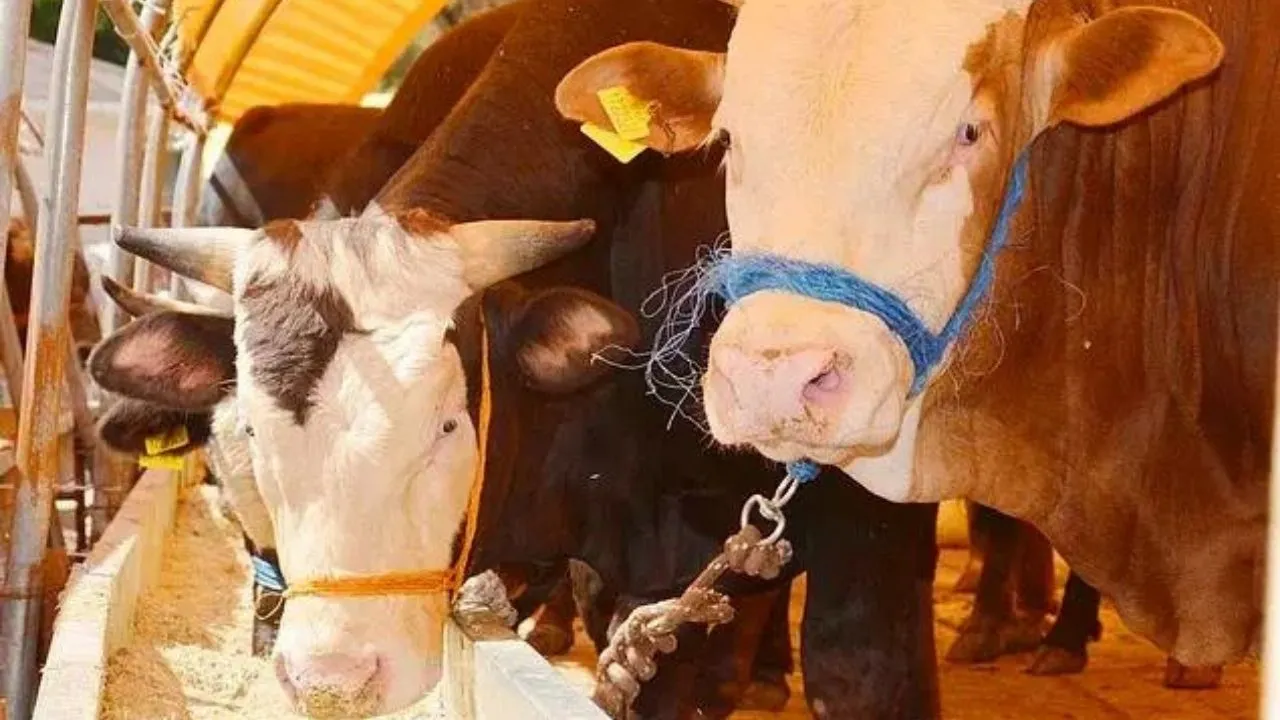 10 soruda kurbanla ilgili merak edilenler