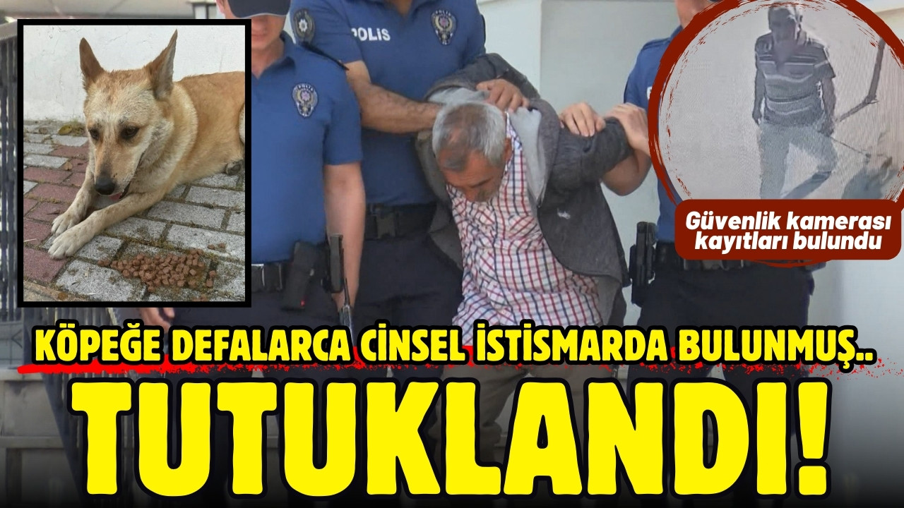 Köpeğe cinsel istismar: Şüpheli tutuklandı