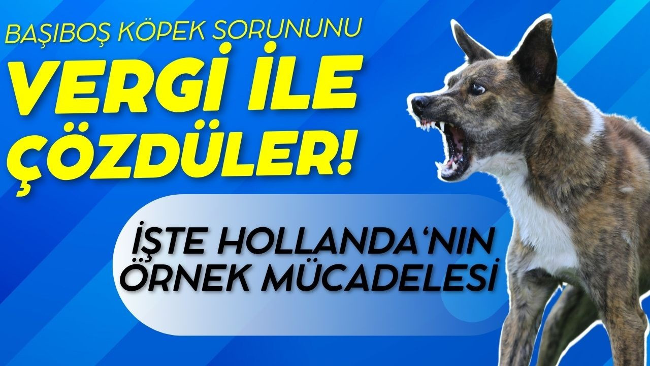 Hollanda, köpek sorununu nasıl çözdü!